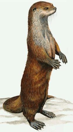 --- La loutre commune ---